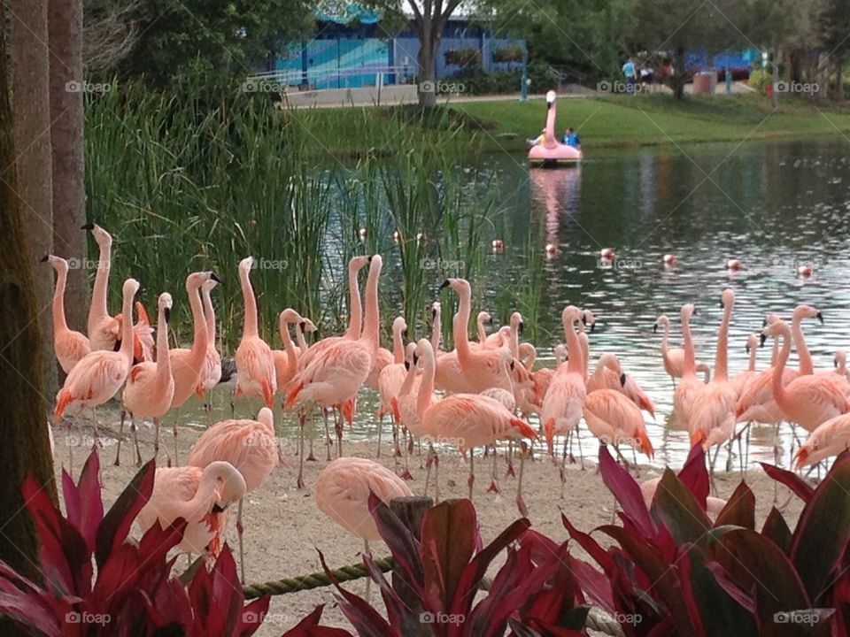 Flamingo group