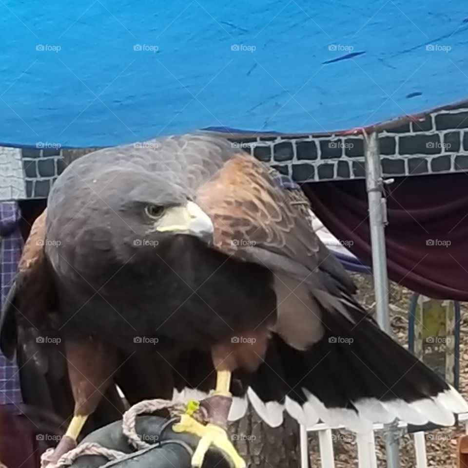 Harris hawk looks intense
