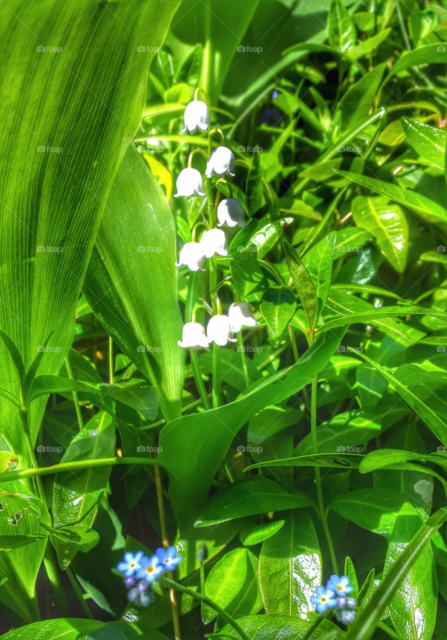 flowers