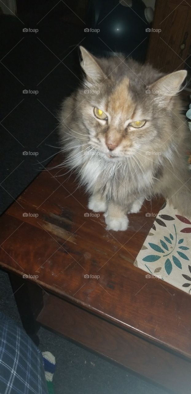 cat on coffee table