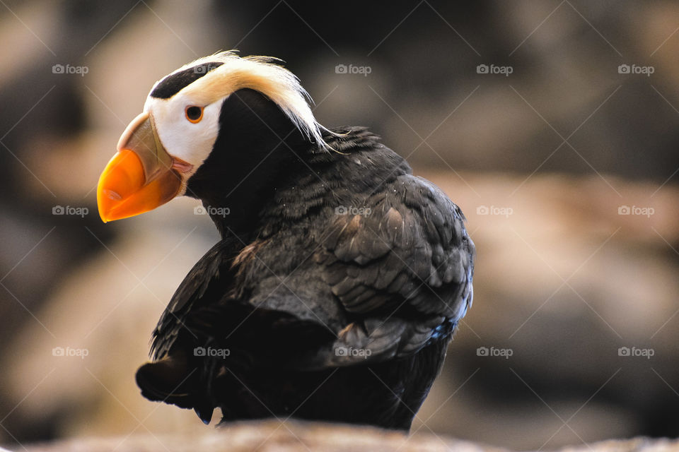 A puffin basking in the sunlight of a beautiful day in Alaska