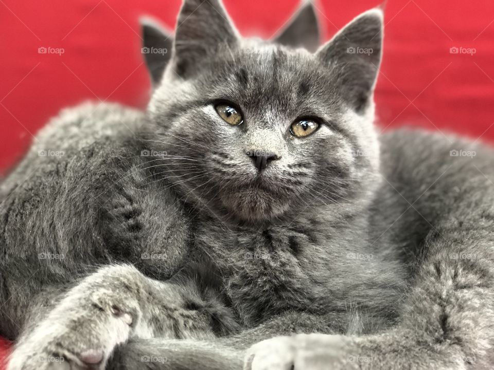 Two kittens snugging. 