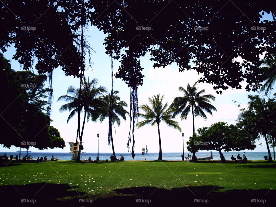 Palm trees growing at Hawaii beach