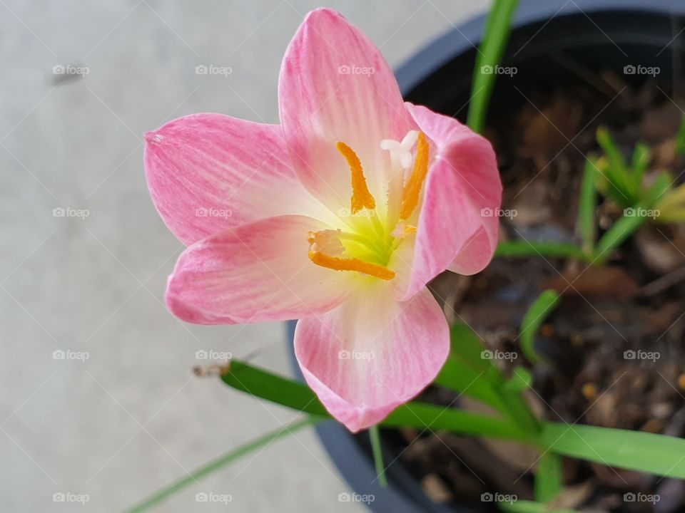 beautiful rain lilly