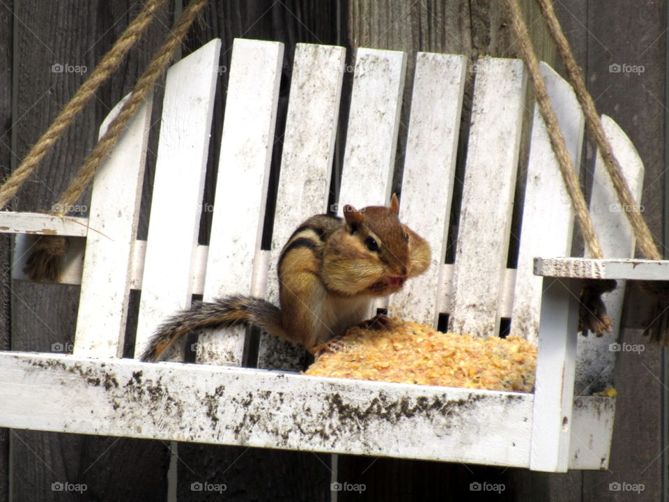 Chubby Cheeks