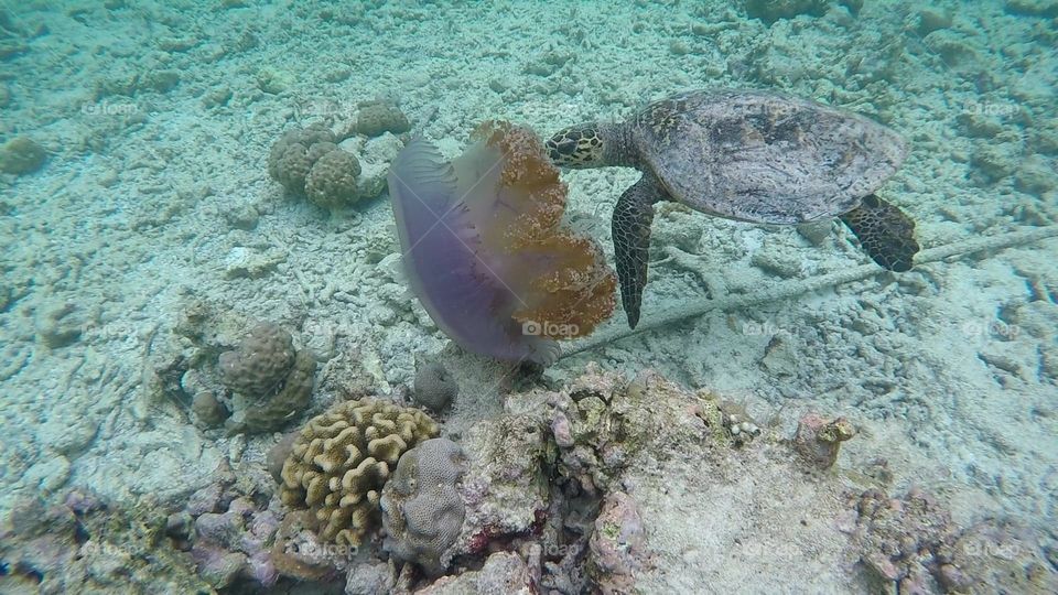 A Turtle in the Maldives eating a Crown Jellyfish alive