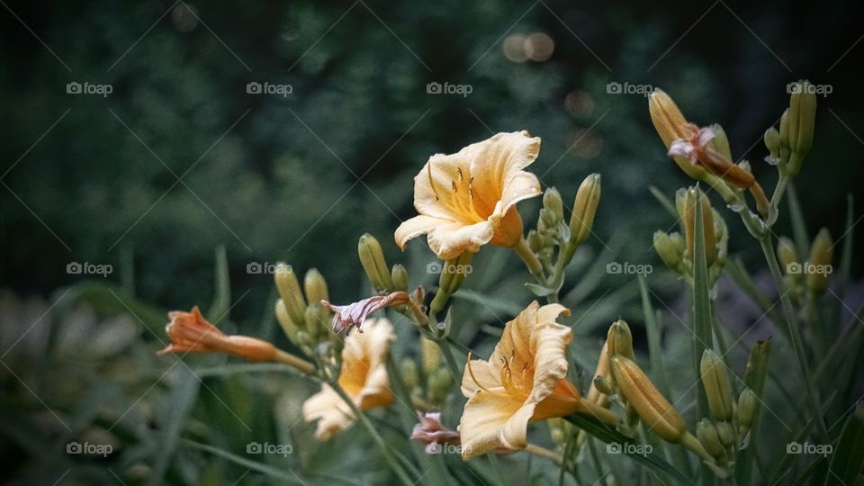 Morning Light and Golden 