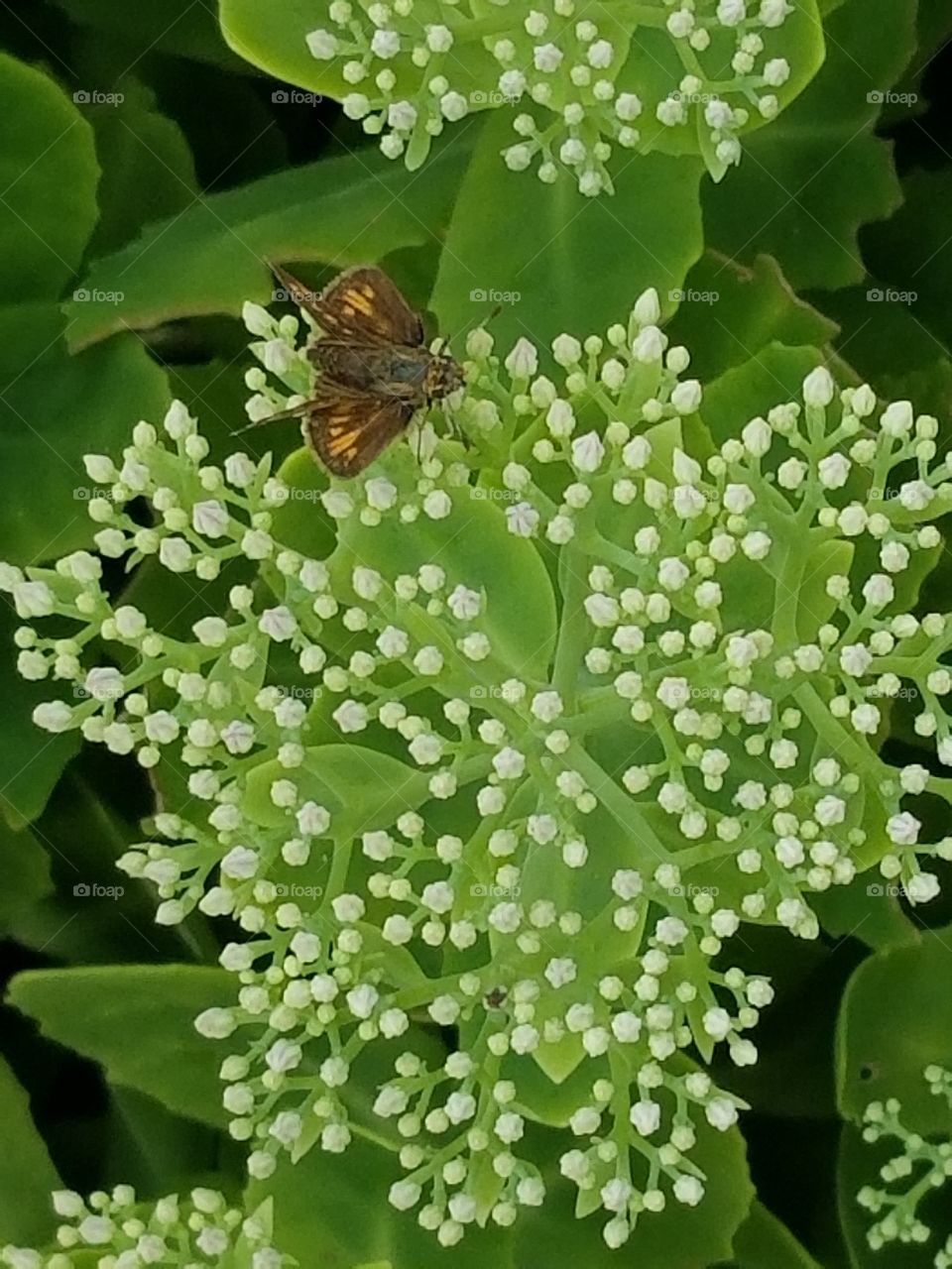 moth on green sedum