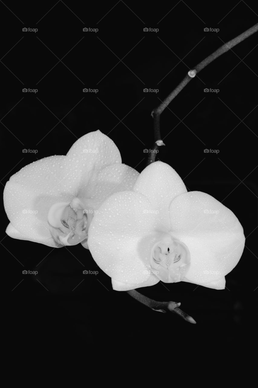 B&W Orchids