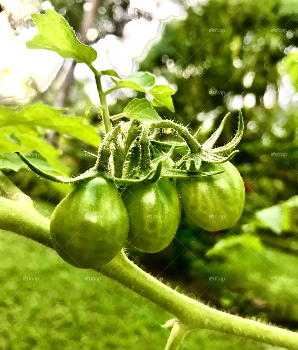 three cherry tomatoes ripening