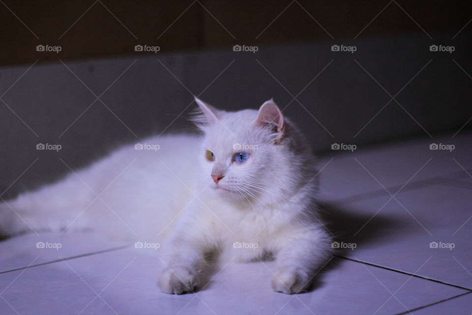 a white persian cat lying in the floor