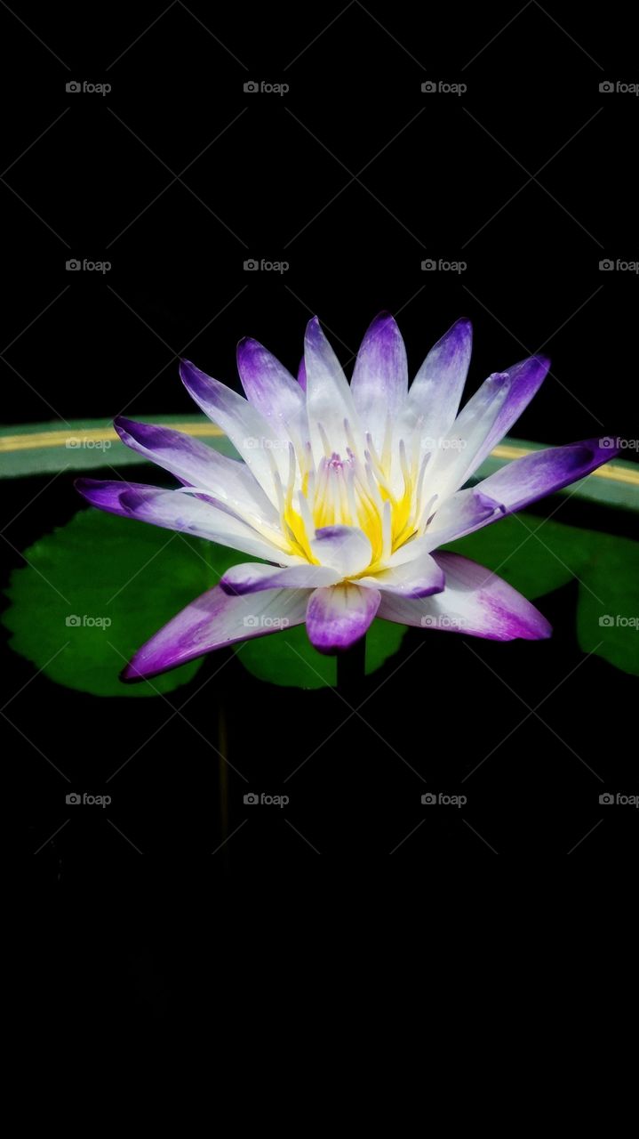 Purple lotus flower blossoming with black background