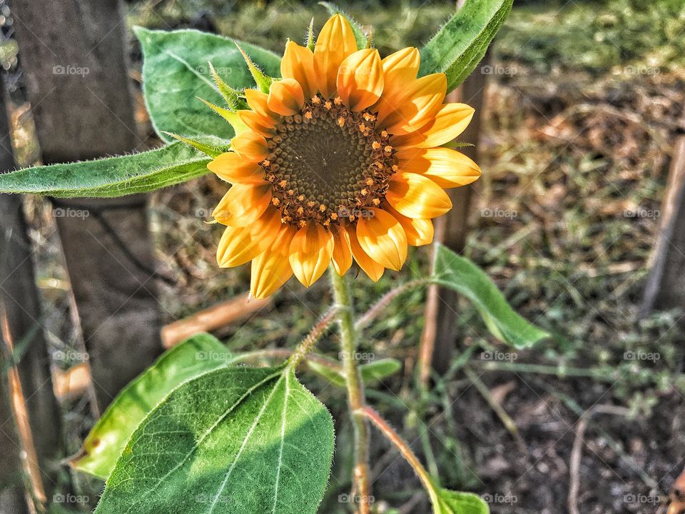 Sunflower blooming in the sun rays of fall 