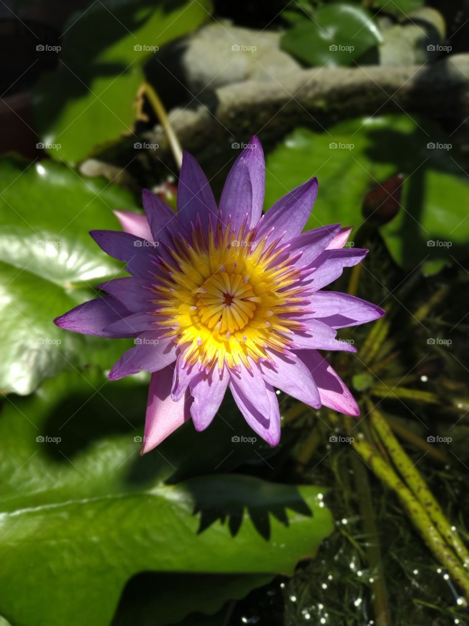 a violet lutos flower