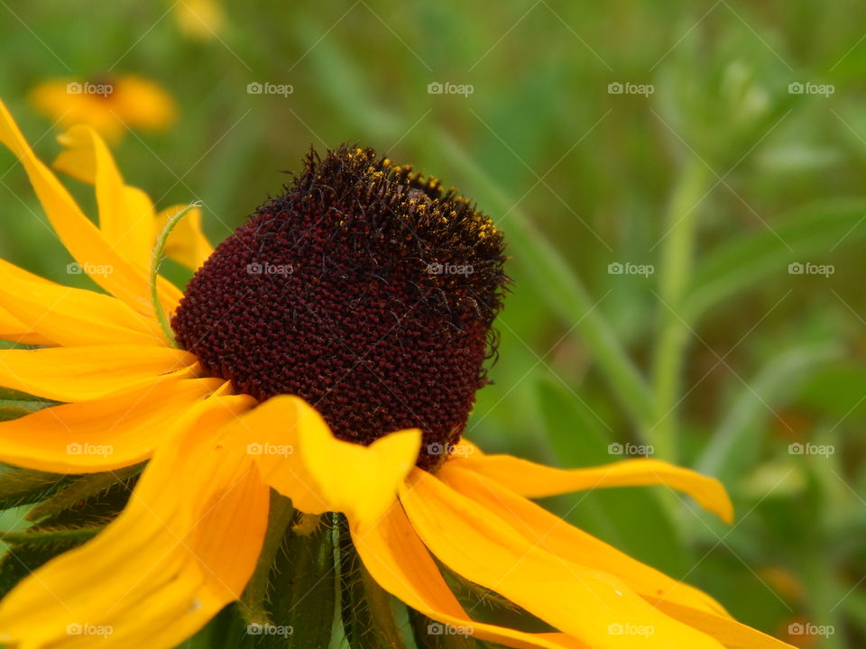 close up of a yellow wildflower