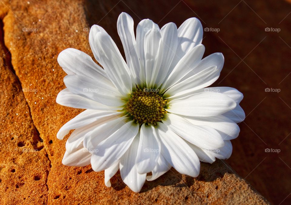 Daisy on a sandstone rock. 