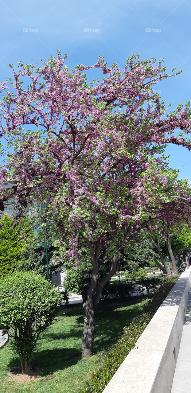 #spring#time#beautiful#tree#