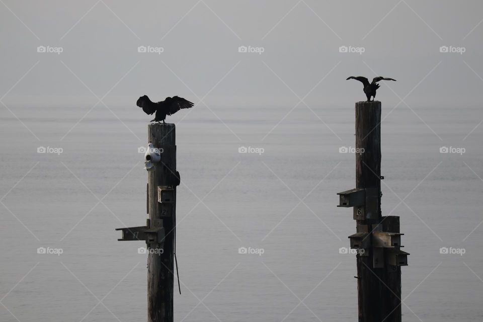 Cormorants drying their wings