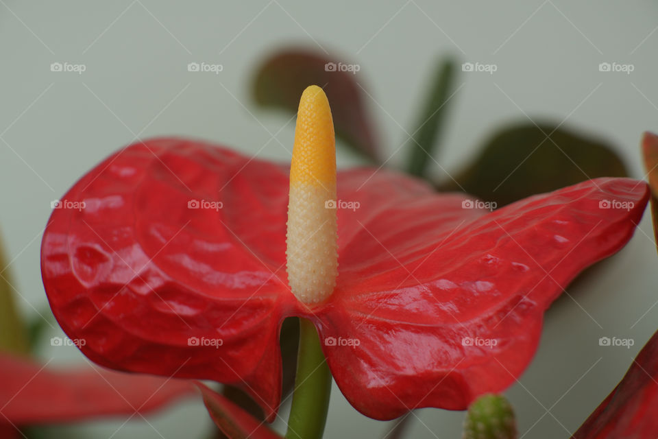 Anthurium
