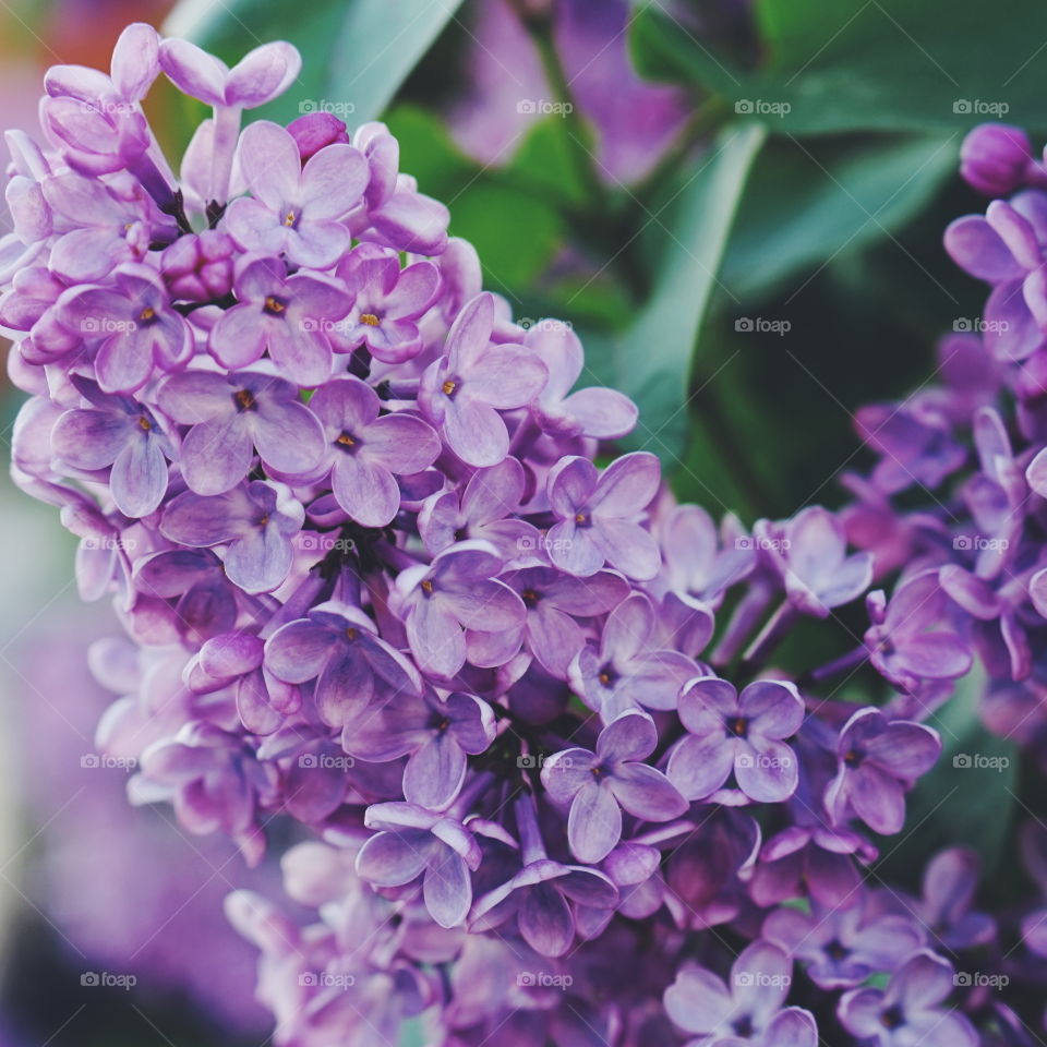 Close-up of a lilac