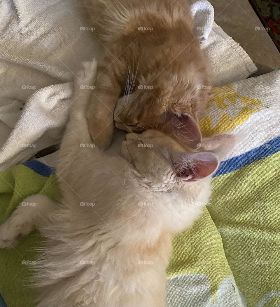 Mainecoon kittens napping
