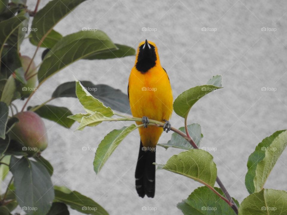 Oriole