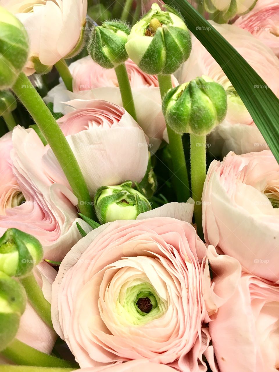 ranunculus