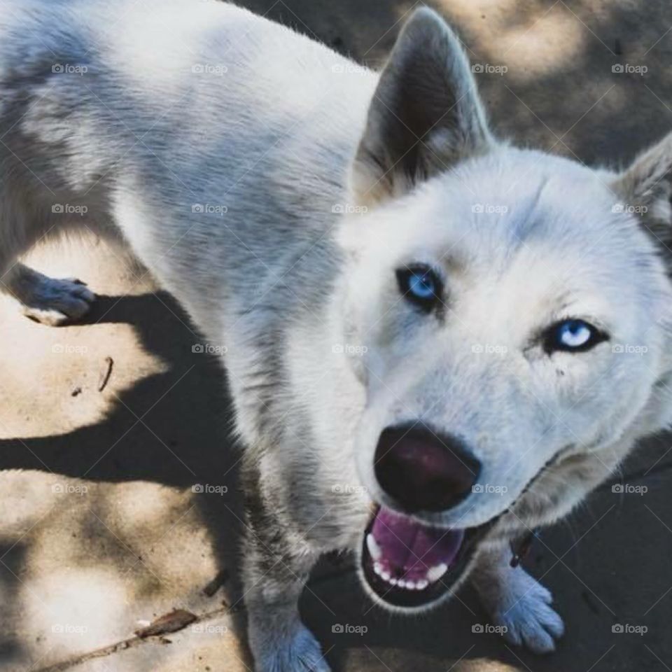 Beautiful blue eyes Akira 