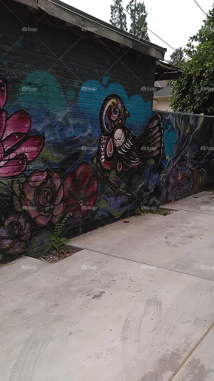 Back alley bird. I was taking a walk and I saw this in the alley