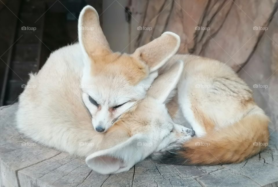 Fennec fox is a miniature fox with ears large relative to the body, which lives in the deserts of North Africa.