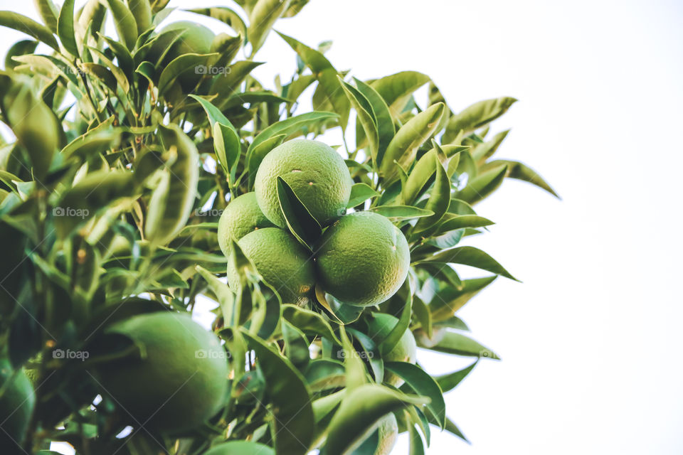 Green leaves and limes on the branches.