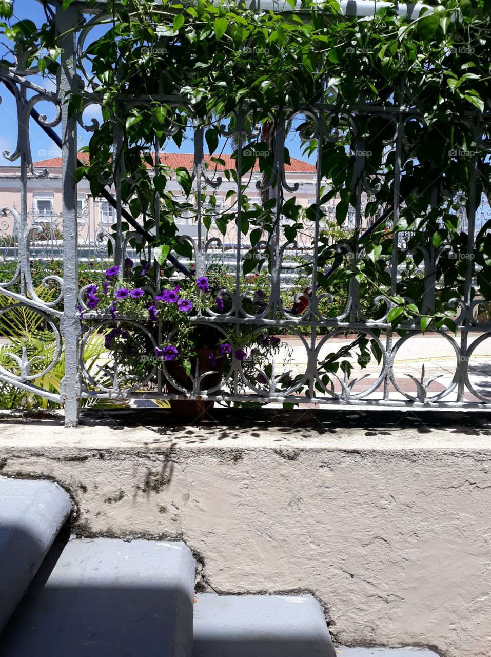Grids and flowers in a Brazilian garden