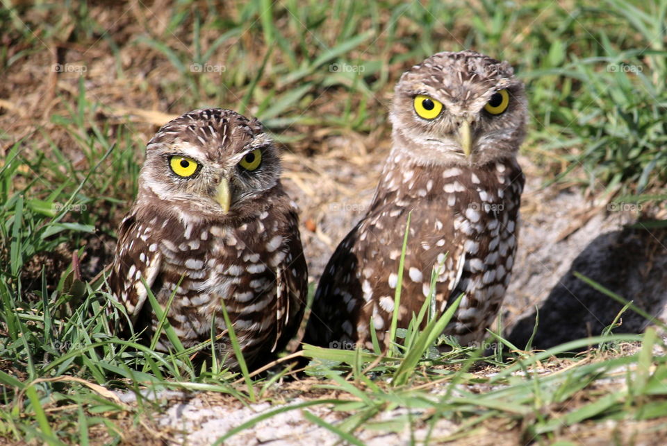 Two Burrowing Owls