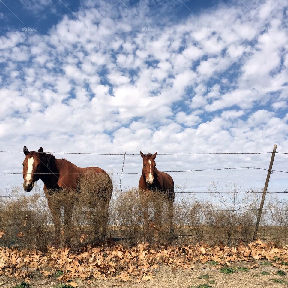 Horses