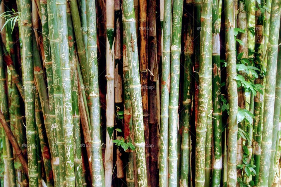 Bamboo