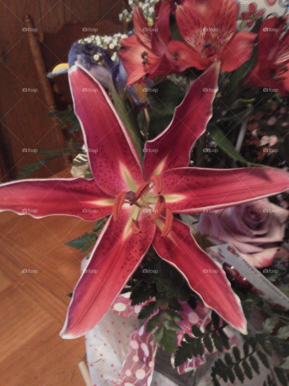 stargazer lily