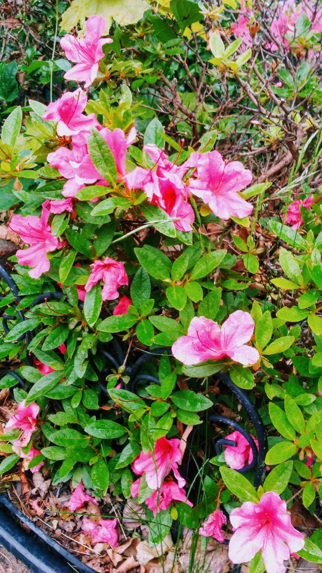 summer beauty
