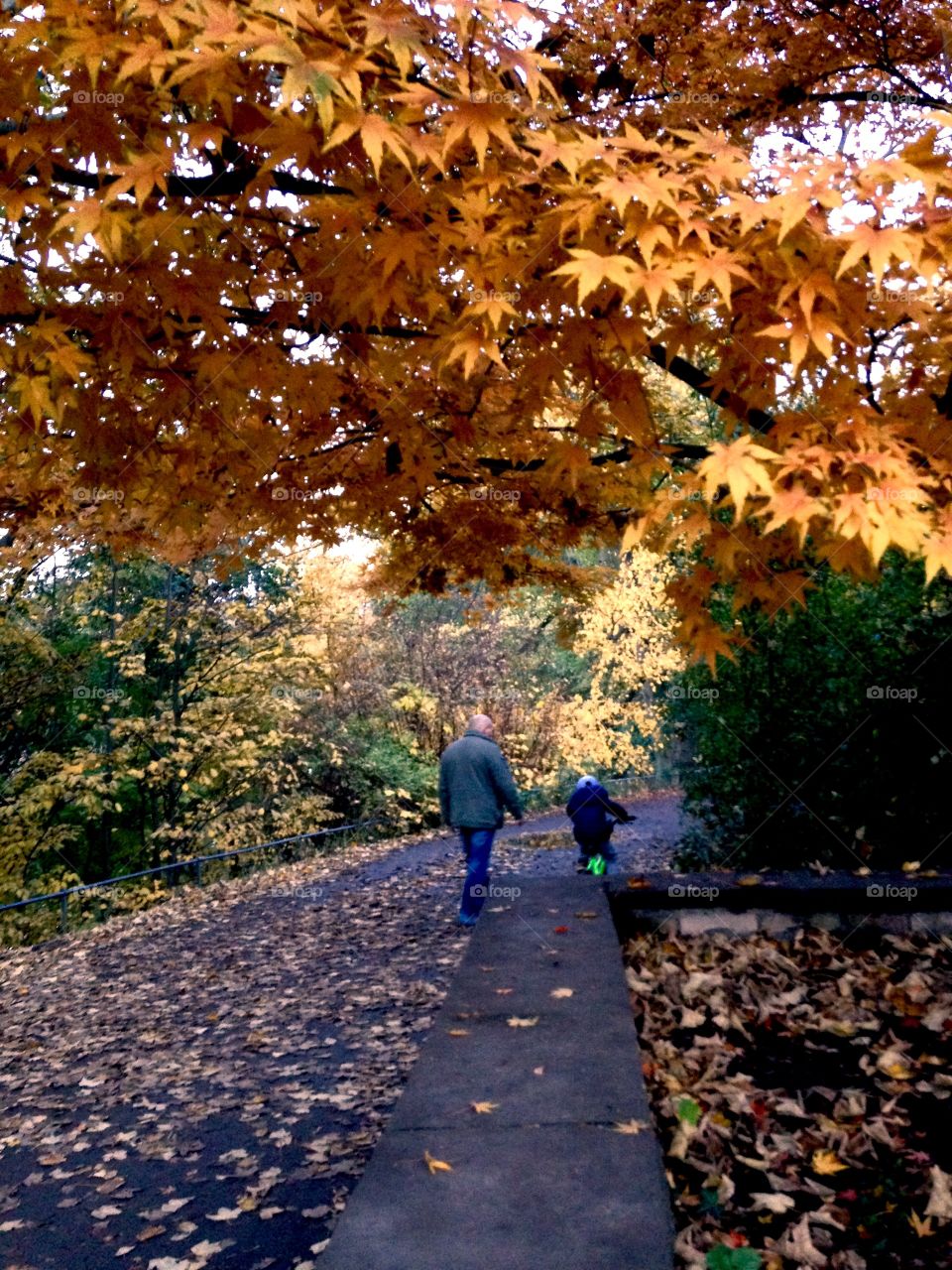 Dad,son,leaves