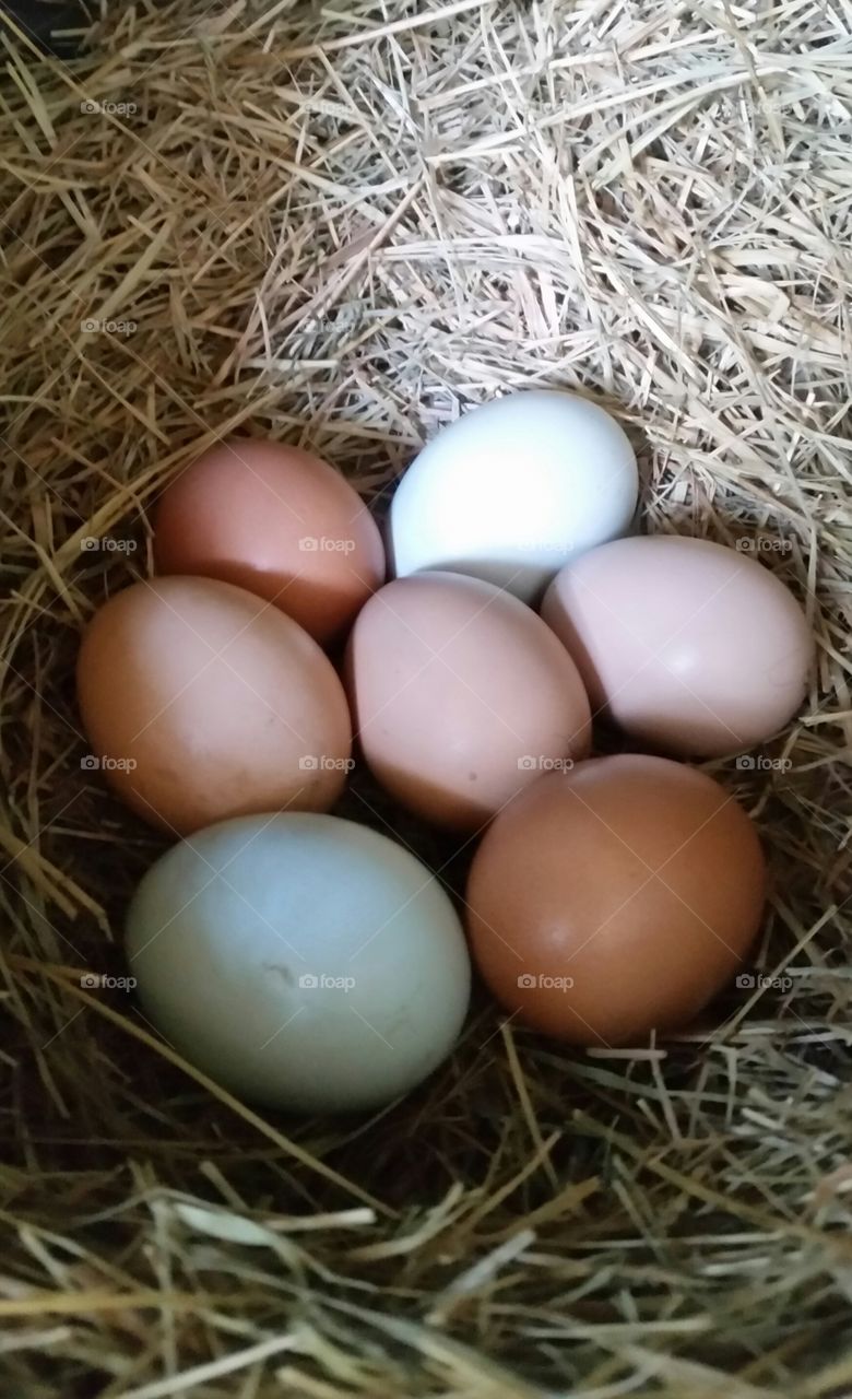chicken eggs