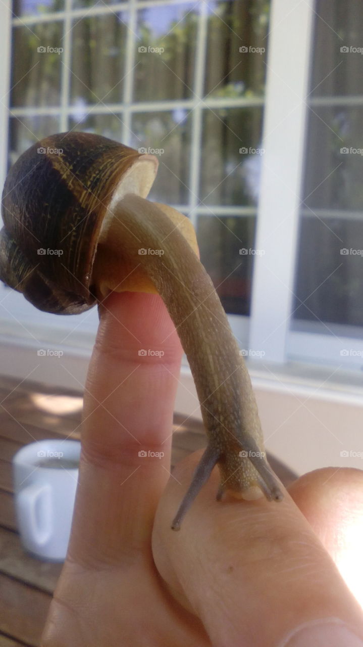 snail