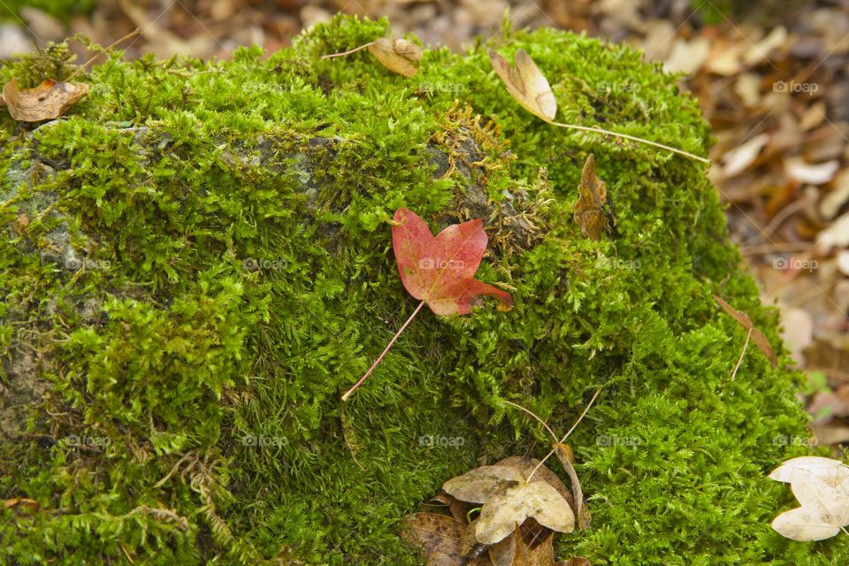 Maple leaf over moss undergrow
