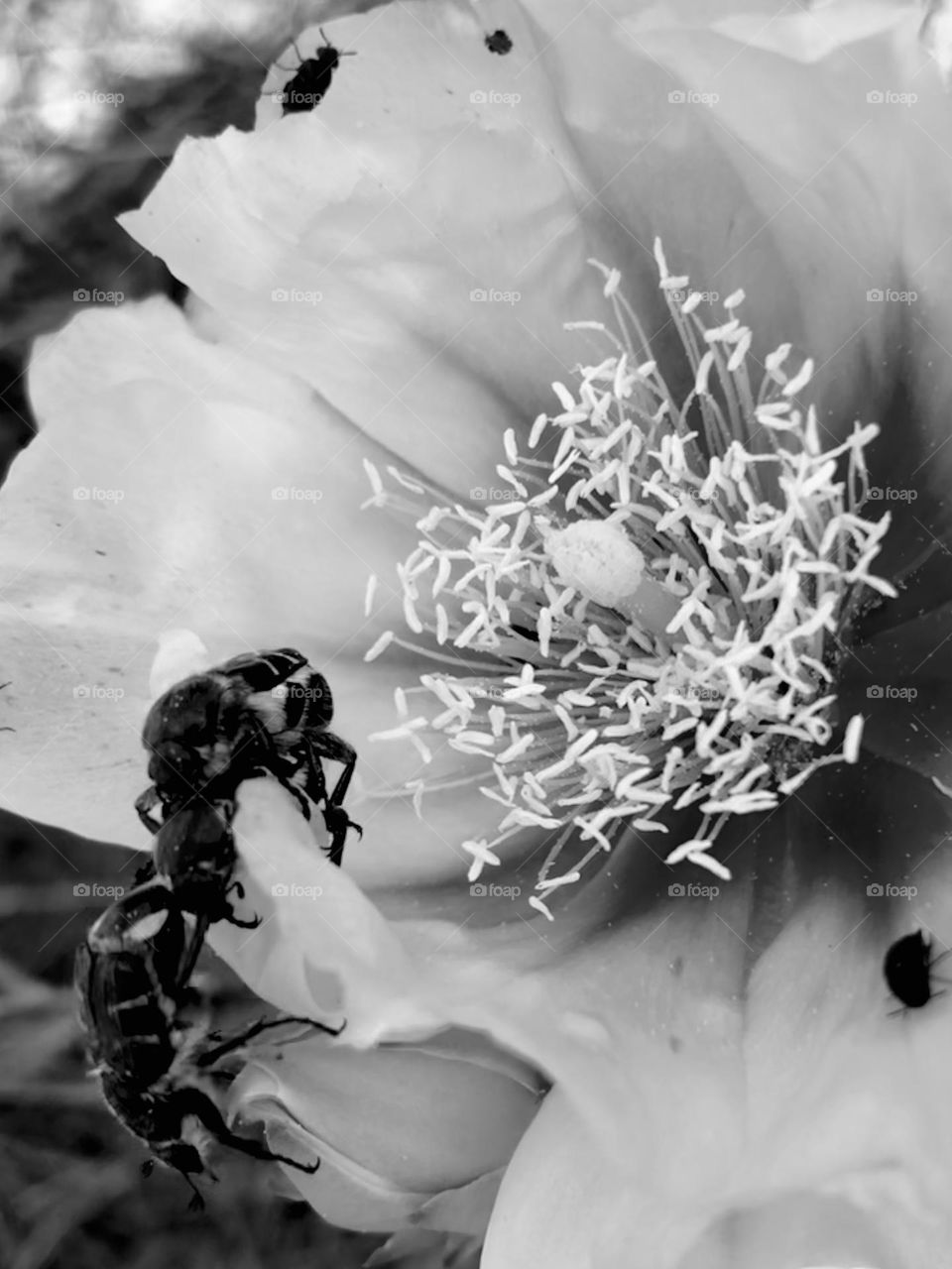 Black and white of a yellow cactus flower with two black beetles fighting to feed from it. Looked best in b&w!