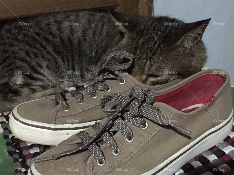 Cat sleeping on sneakers