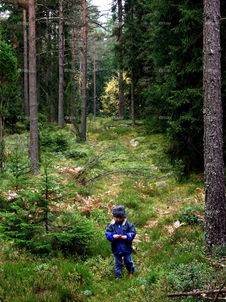 sweden barn träd skog by ojohan