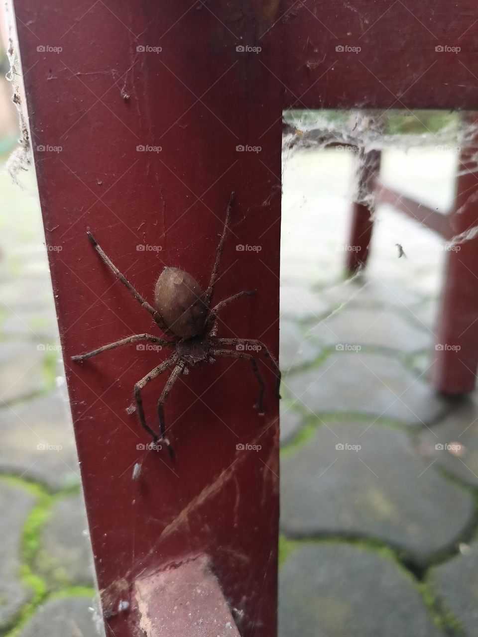 spider