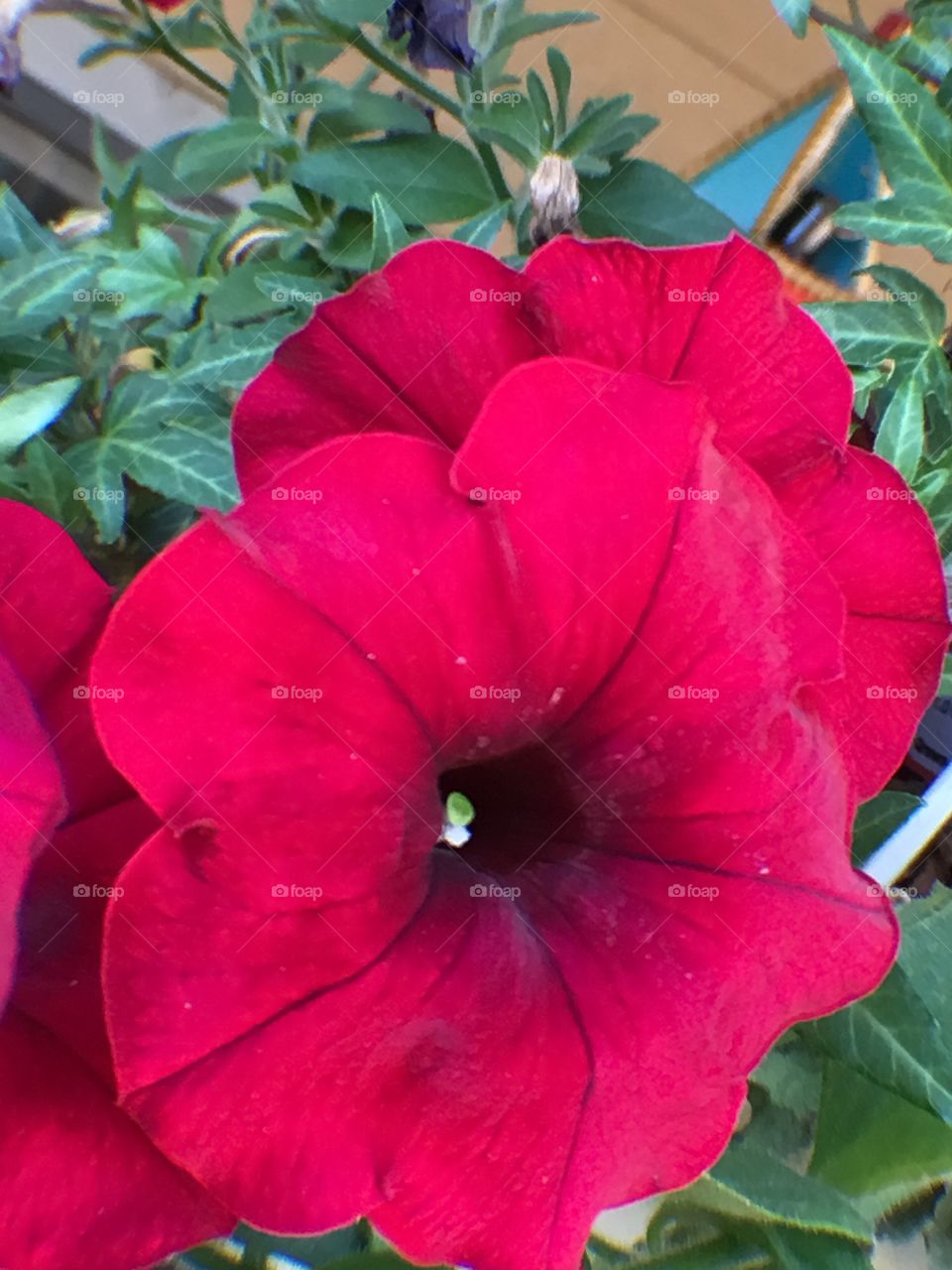 Pink petunia