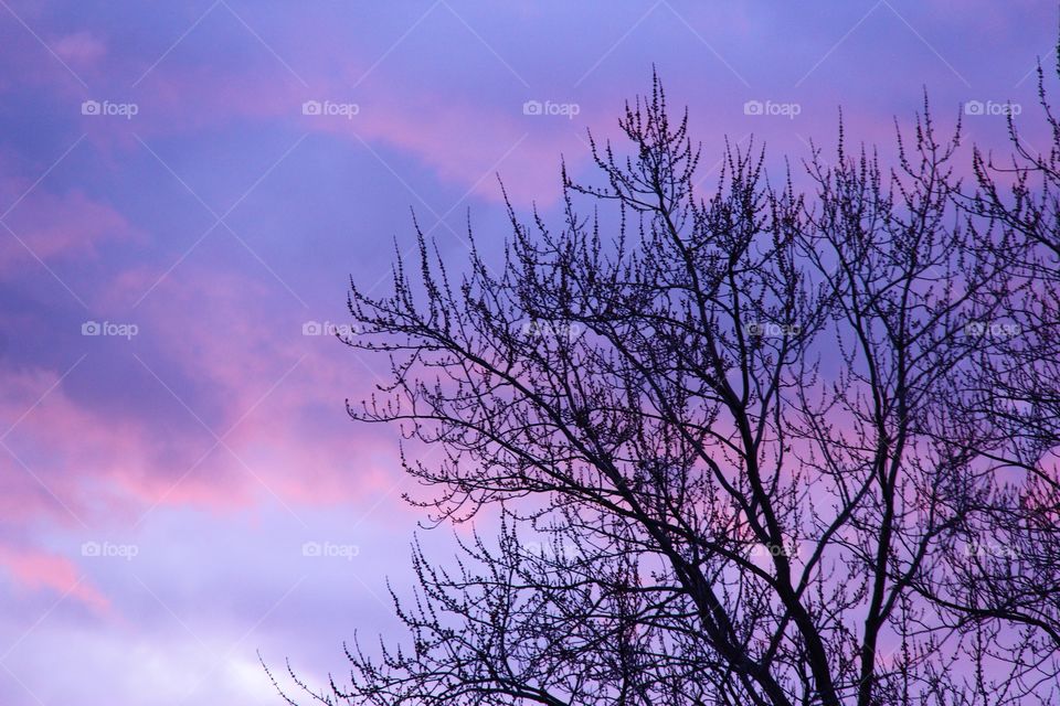 purple sky