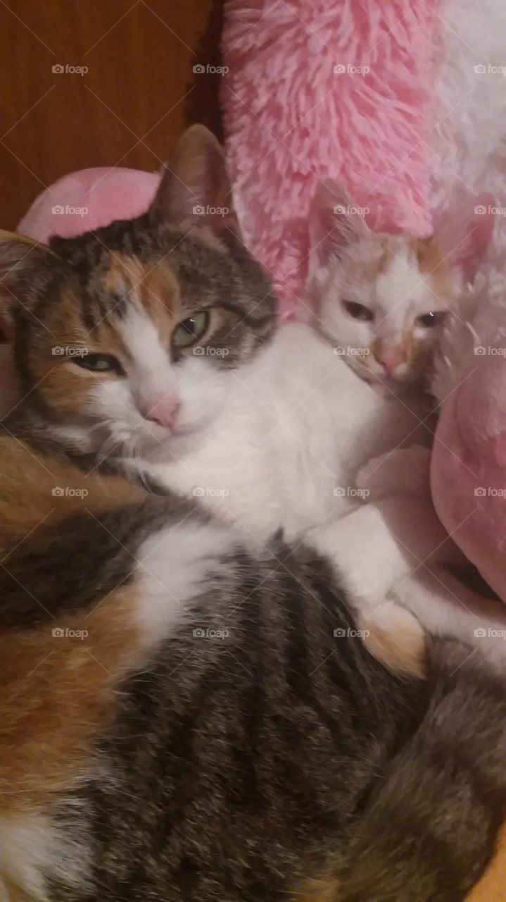 Cats