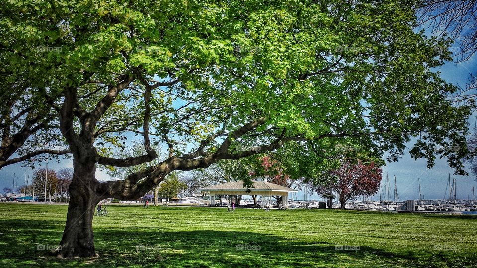 Tree near harbor