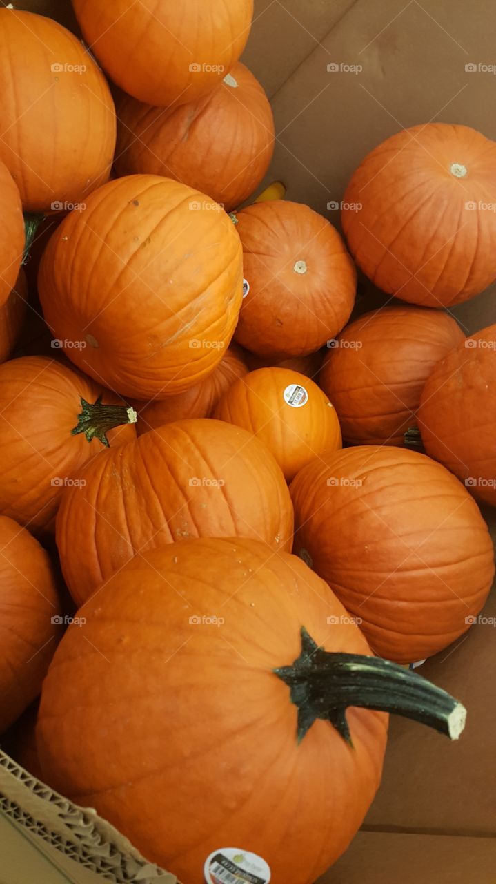 pumpkin time